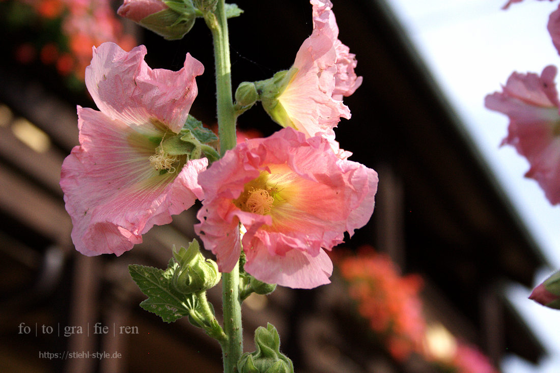 Alcea