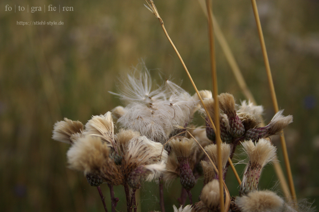 Sommermorgen